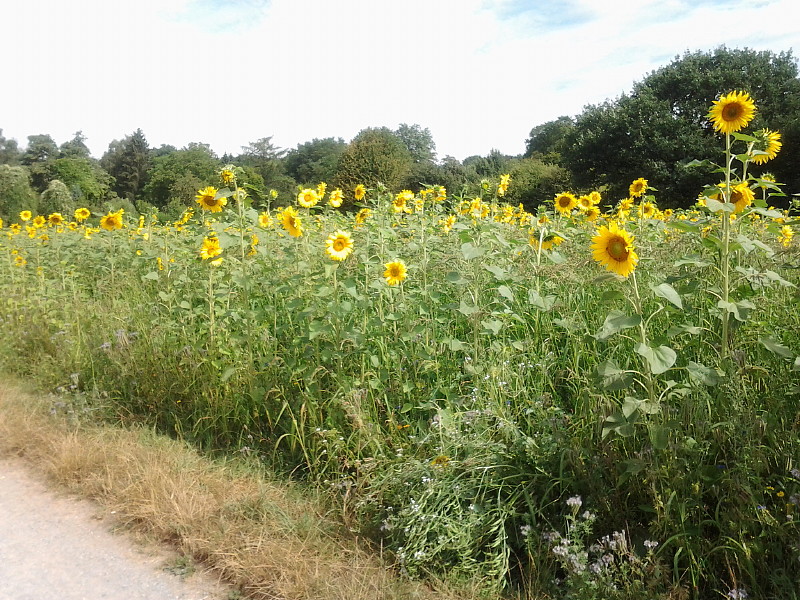 Sonnenblumen