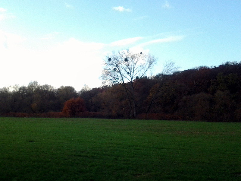 Baum mit Misteln